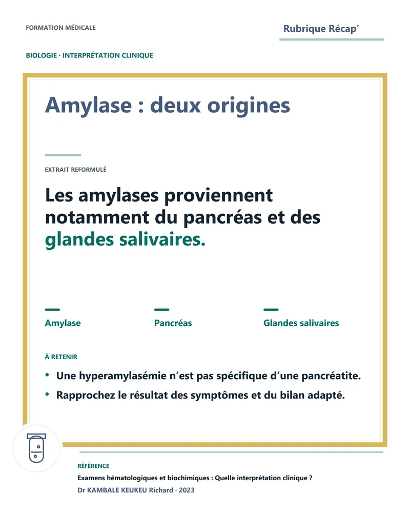 Amylase : deux origines